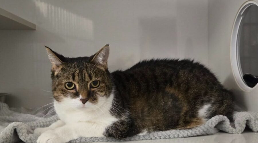 PAW: People for Animal Wellbeing – Meet Queen Bubbly B