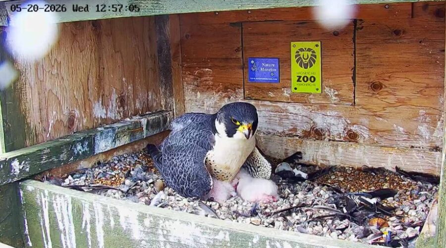Live Moncton peregrine falcon cam attracts thousands