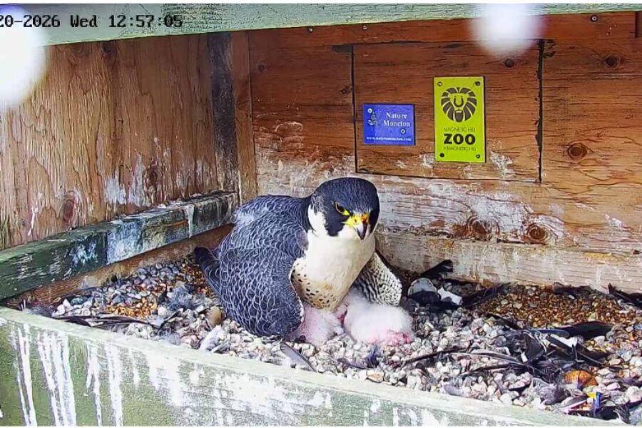 Live Moncton peregrine falcon cam attracts thousands