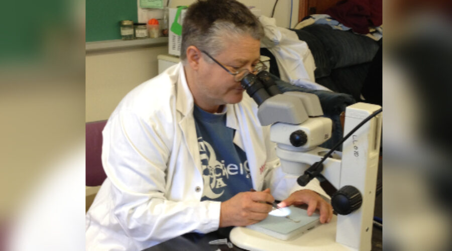 More ticks in N.B., but expert says hot summer could bring brief relief