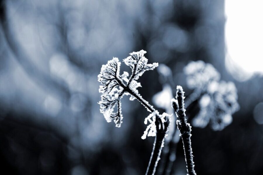 Frost expected Thursday night in N.B.