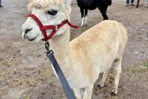 llama1