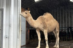 llama2