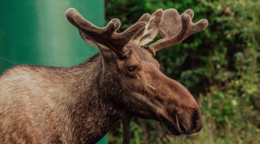 Apply now for the 2026 N.B. moose draw