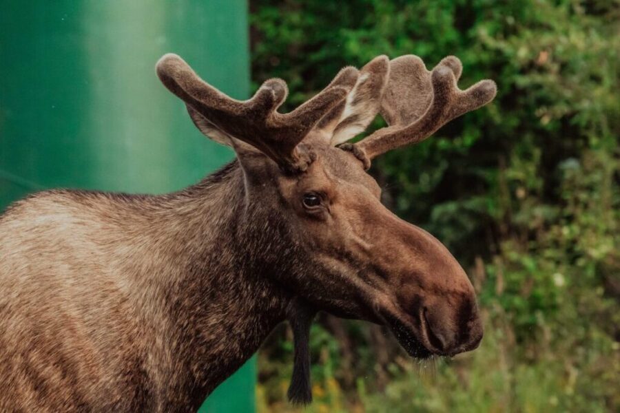Apply now for the 2026 N.B. moose draw