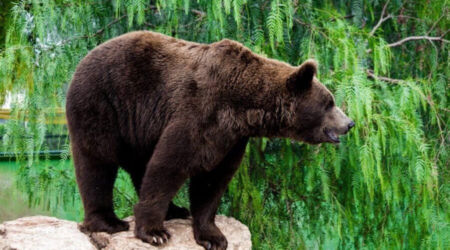 Beware of bears!