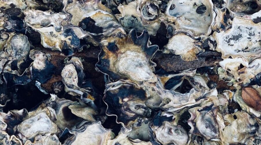 N.B. to receive federal funds to rebuild disease-hit oyster harvests