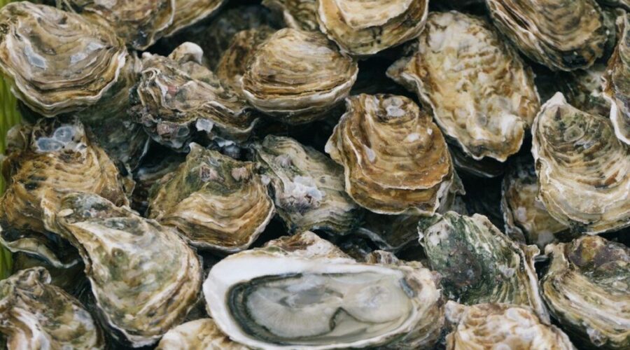 N.B. rolls out support programs for oyster sector