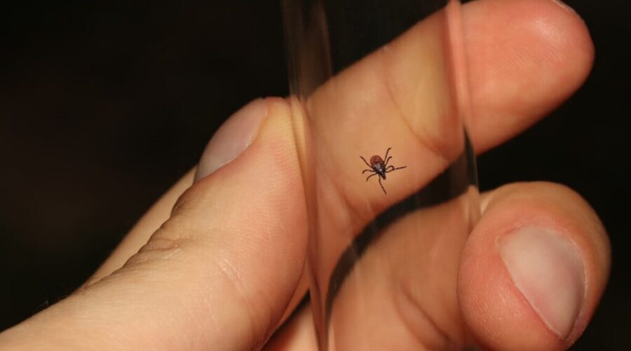 Online tool launched to track blacklegged tick activity in N.B.