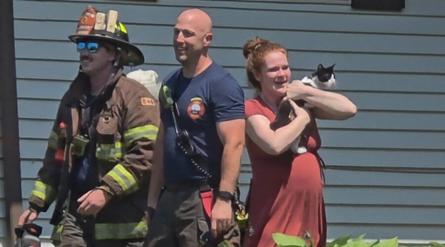 Kitten rescued from tree by Moncton firefighters