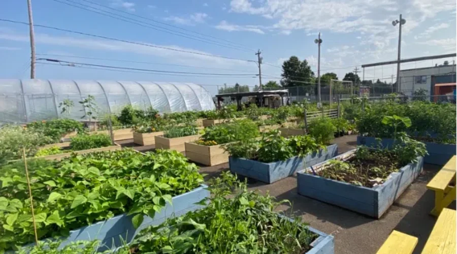 Showcasing success in the garden at the Peter McKee Community Food Centre