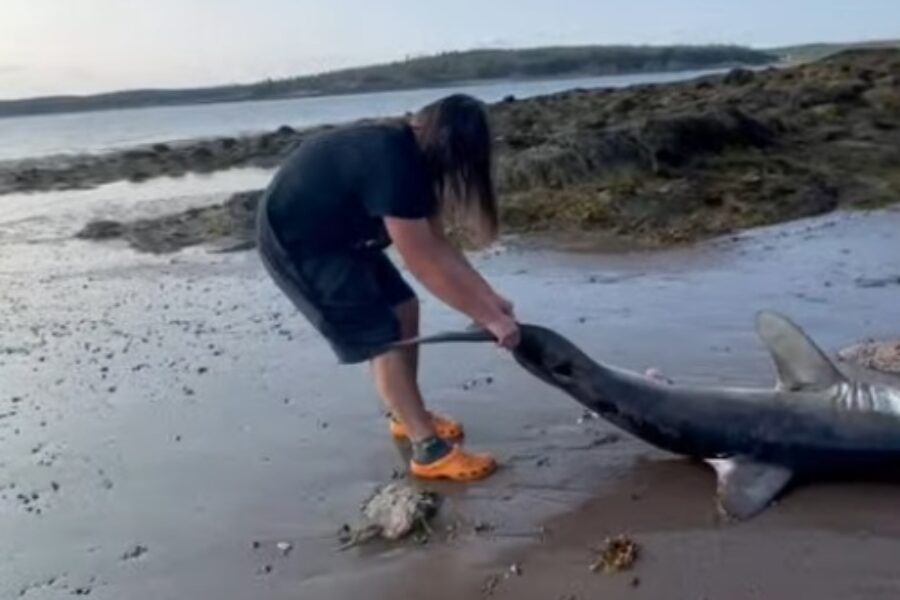 Teen helps stranded porbeagle shark on New River Beach